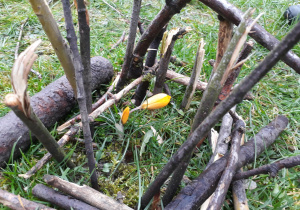 Żółty krokus zabezpieczony płotkiem z patyków