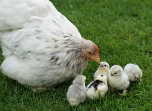 Kury, kurczaczki, jajka –symbole Wielkanocy