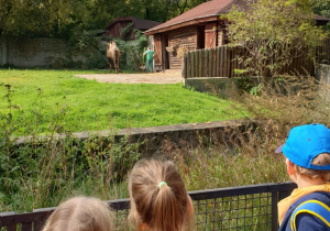 Dzieci obserwują wielbłąda