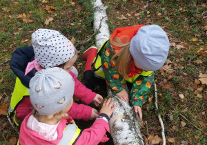 Dzieci oglądające korę drzewa