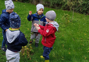 Czterech chłopców szuka malin