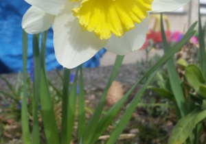 Wiosenne kwiaty w naszym ogrodzie